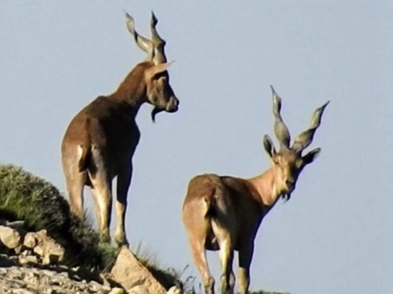 MArkhor